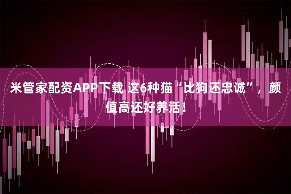 米管家配资APP下载 这6种猫“比狗还忠诚”，颜值高还好养活！
