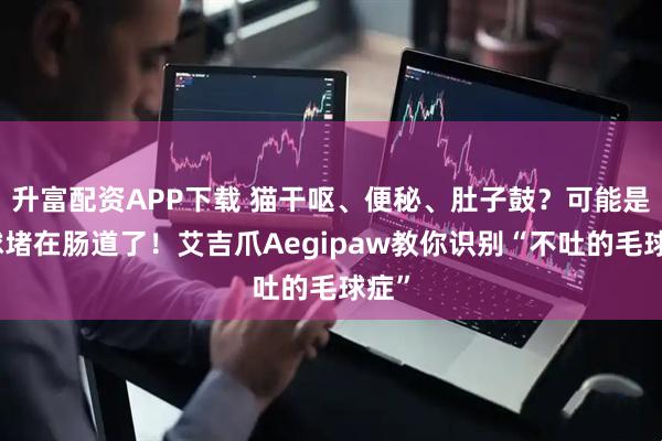 升富配资APP下载 猫干呕、便秘、肚子鼓？可能是毛球堵在肠道了！艾吉爪Aegipaw教你识别“不吐的毛球症”